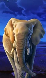 African Elephant